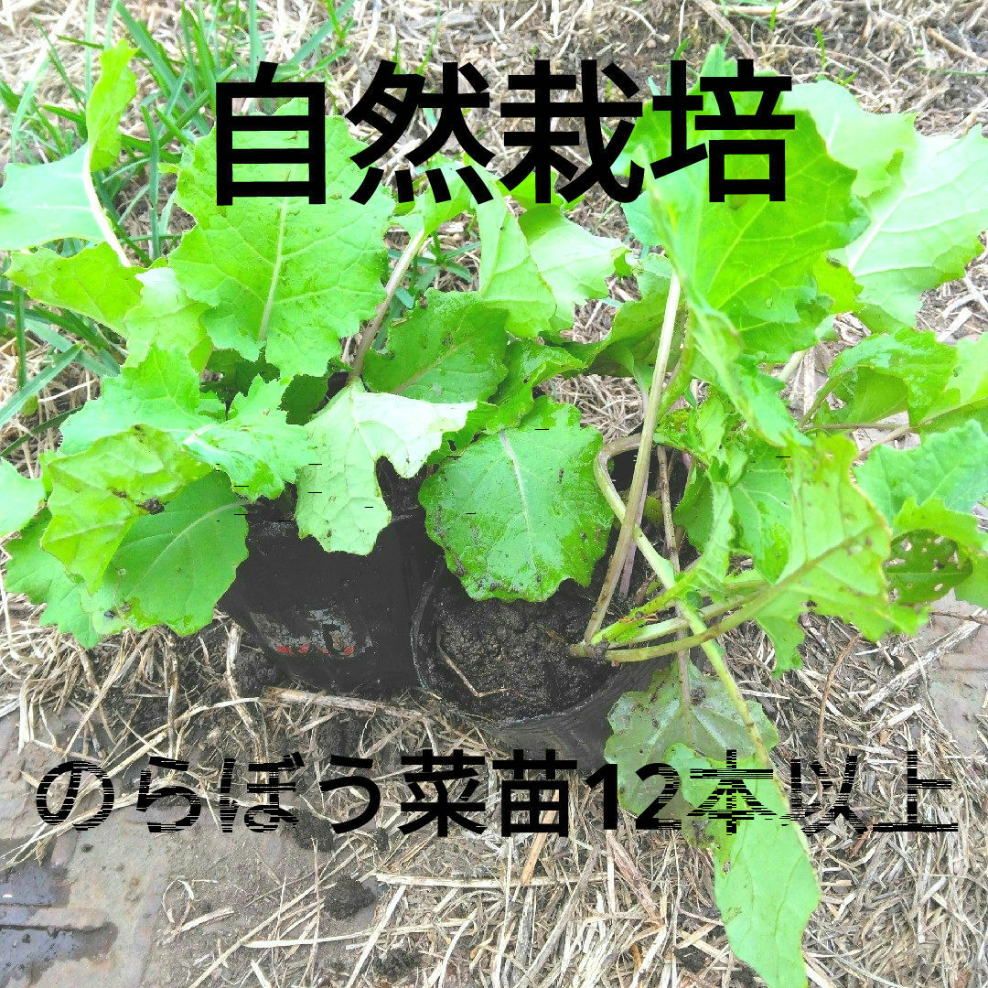 野菜苗・のらぼう菜苗・12本・自然栽培 食品/飲料/酒の食品(野菜)の商品写真