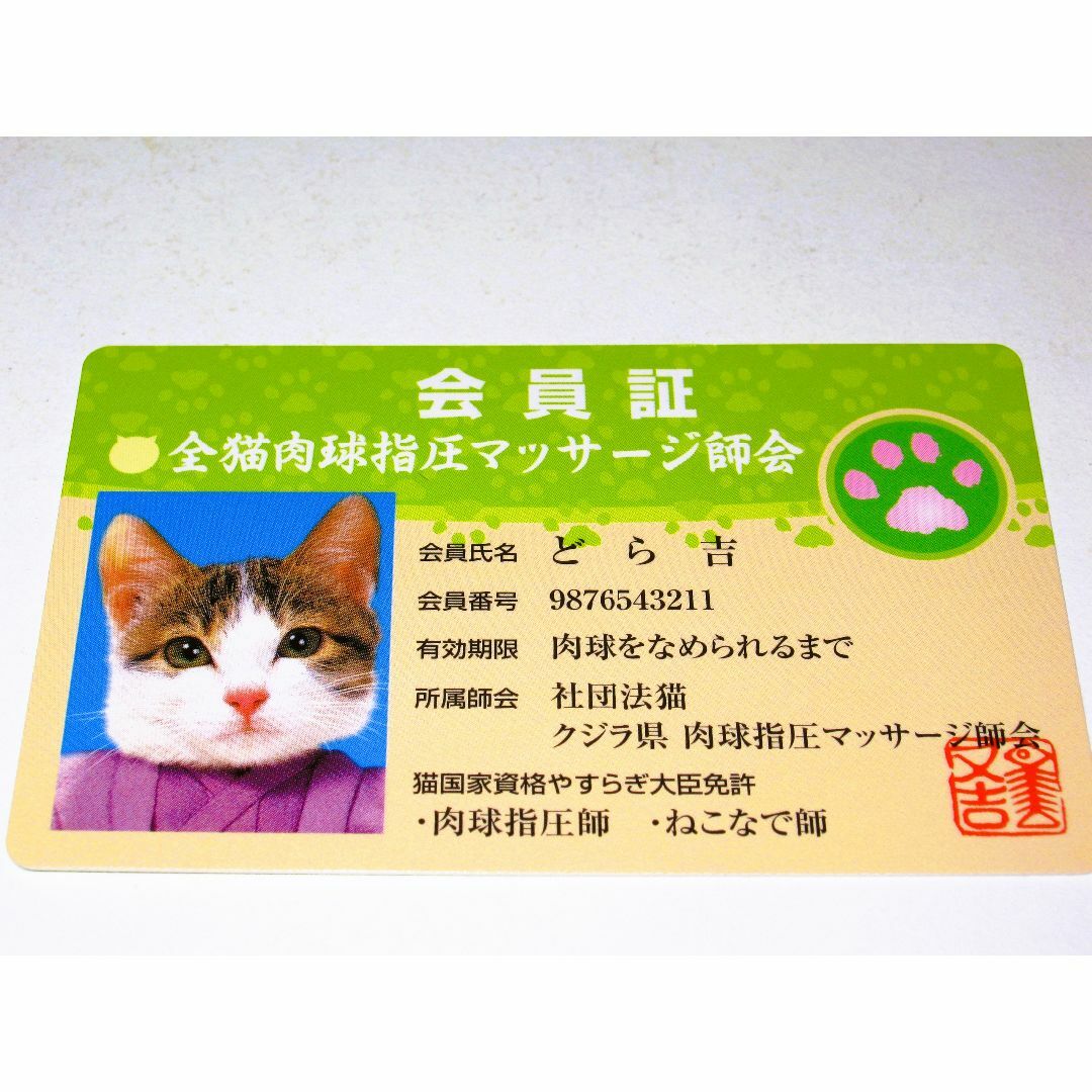 なめ猫 免許証風 奮い立た ブロマイド ドラ吉】なめんなよ猫