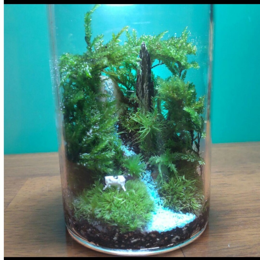 神秘な苔世界☆不思議な森の苔テラリウム 完成品 苔リウム 旧い 神秘な苔世界☆不思議な森の苔テラリウム 完成品 苔リウム 旧い