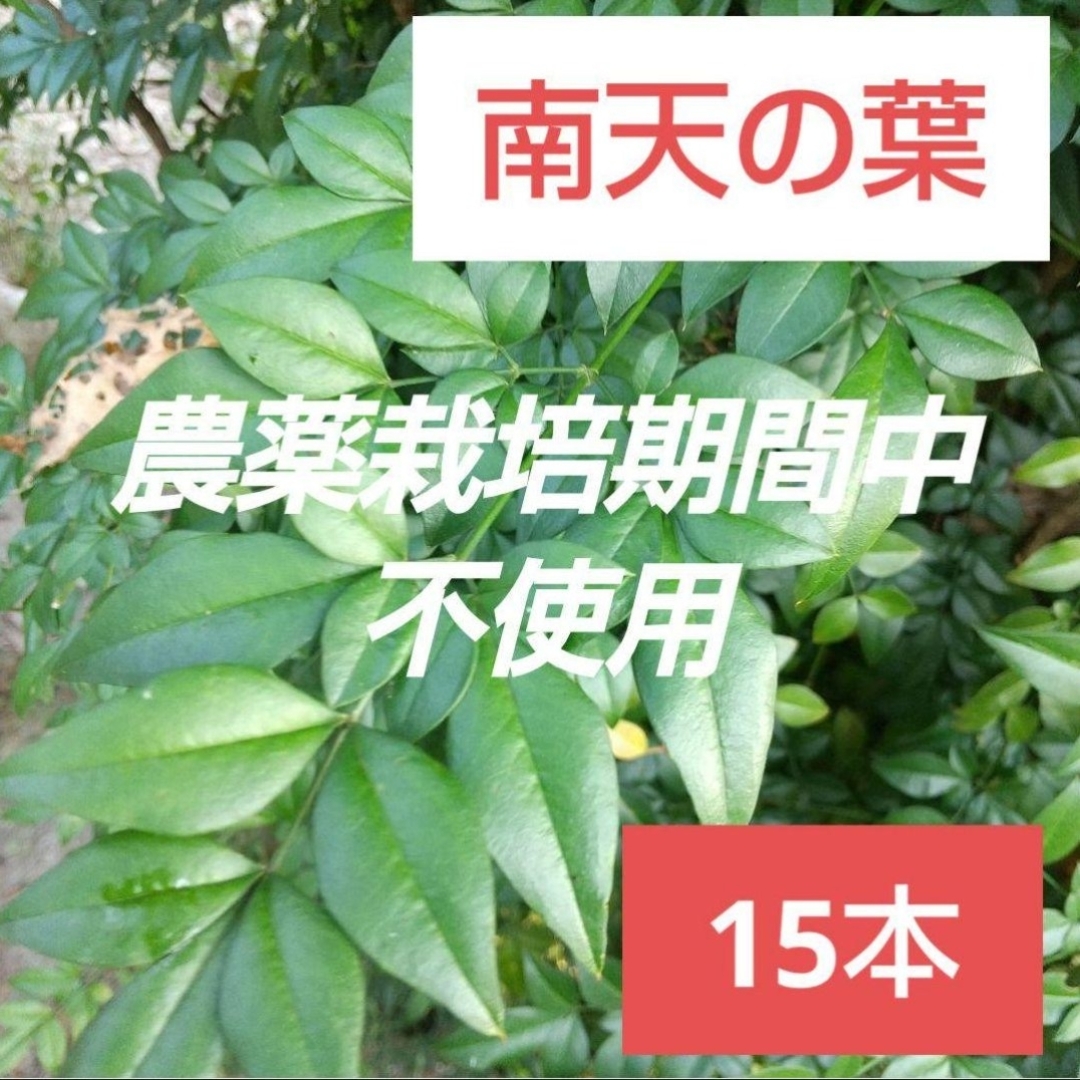 12農薬栽培期間中不使用 南天の葉 15本 縁起物 あしらい お正月 料理 飾り ハンドメイドのフラワー/ガーデン(その他)の商品写真