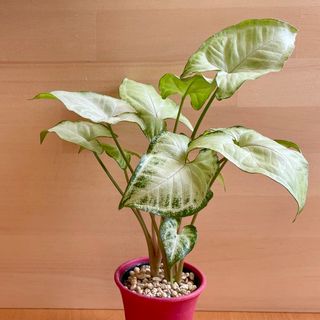 シンゴニウム　ホワイトバタフライ　抜き苗(その他)