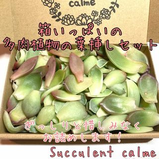 箱いっぱいの多肉植物の葉挿しセット★韓国苗交配苗など♪(その他)