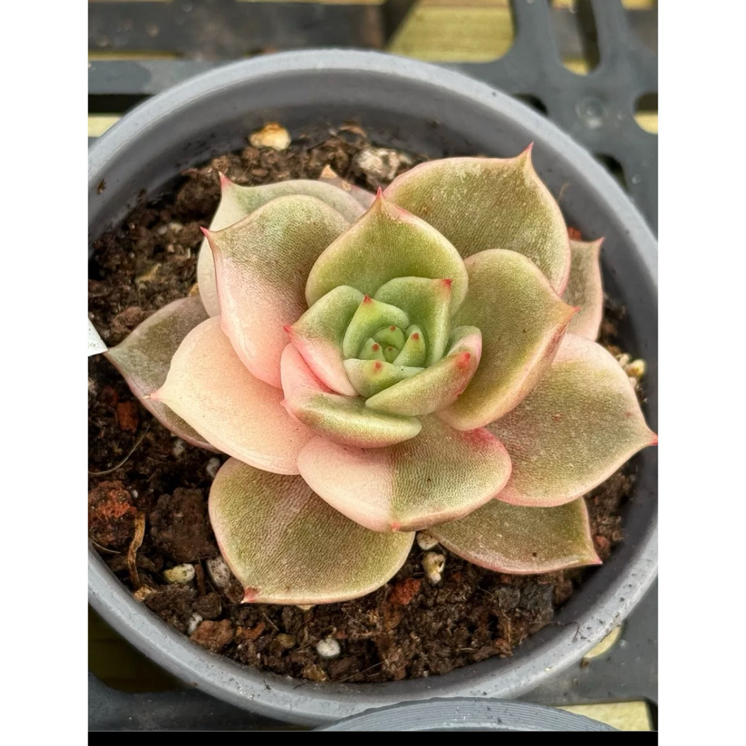 サファイア錦 群 多肉植物 サファイア錦 群 多肉植物