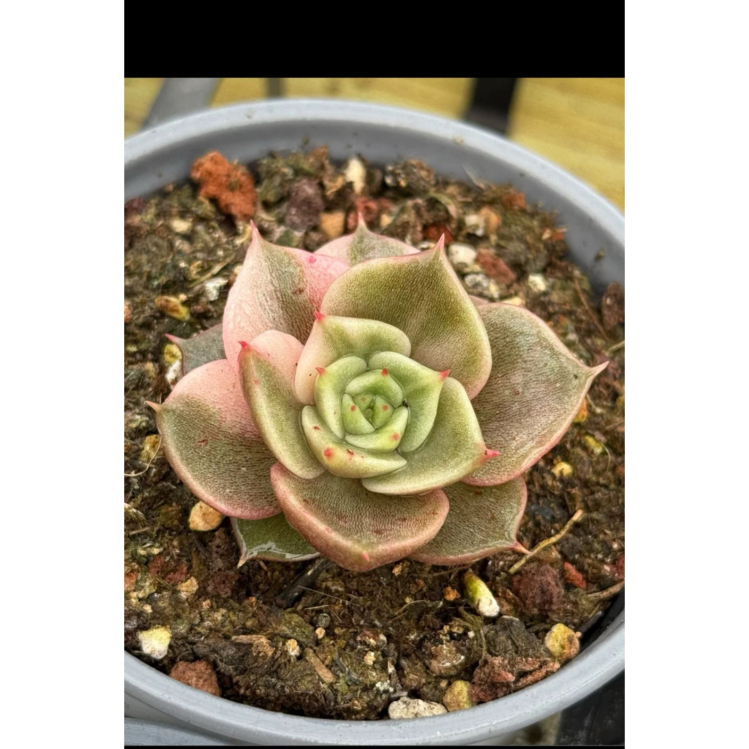 サファイア錦 群 多肉植物 サファイア錦 群 多肉植物