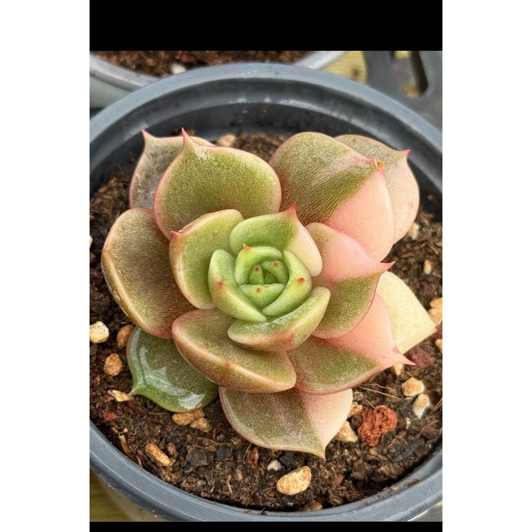 サファイア錦 群 多肉植物 サファイア錦 群 多肉植物