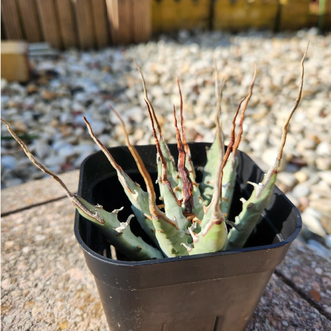 アガベ　エボリスピナ ハンドメイドのフラワー/ガーデン(その他)の商品写真