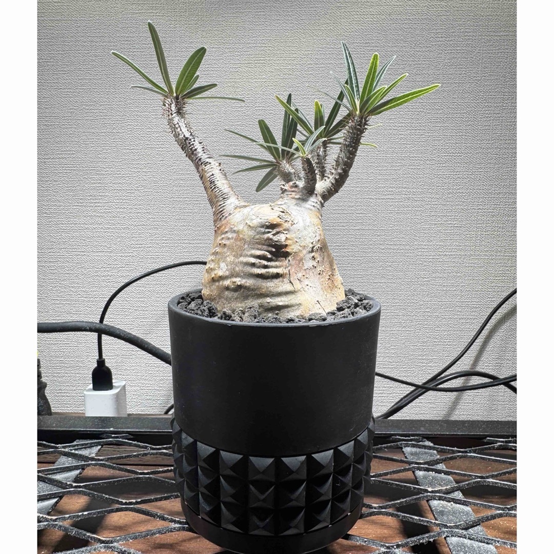 最終値下・良品特価・鉢付き】 パキポディウム グラキリス BOTANIZE 最終値下・良品特価・鉢付き】 パキポディウム グラキリス BOTANIZE