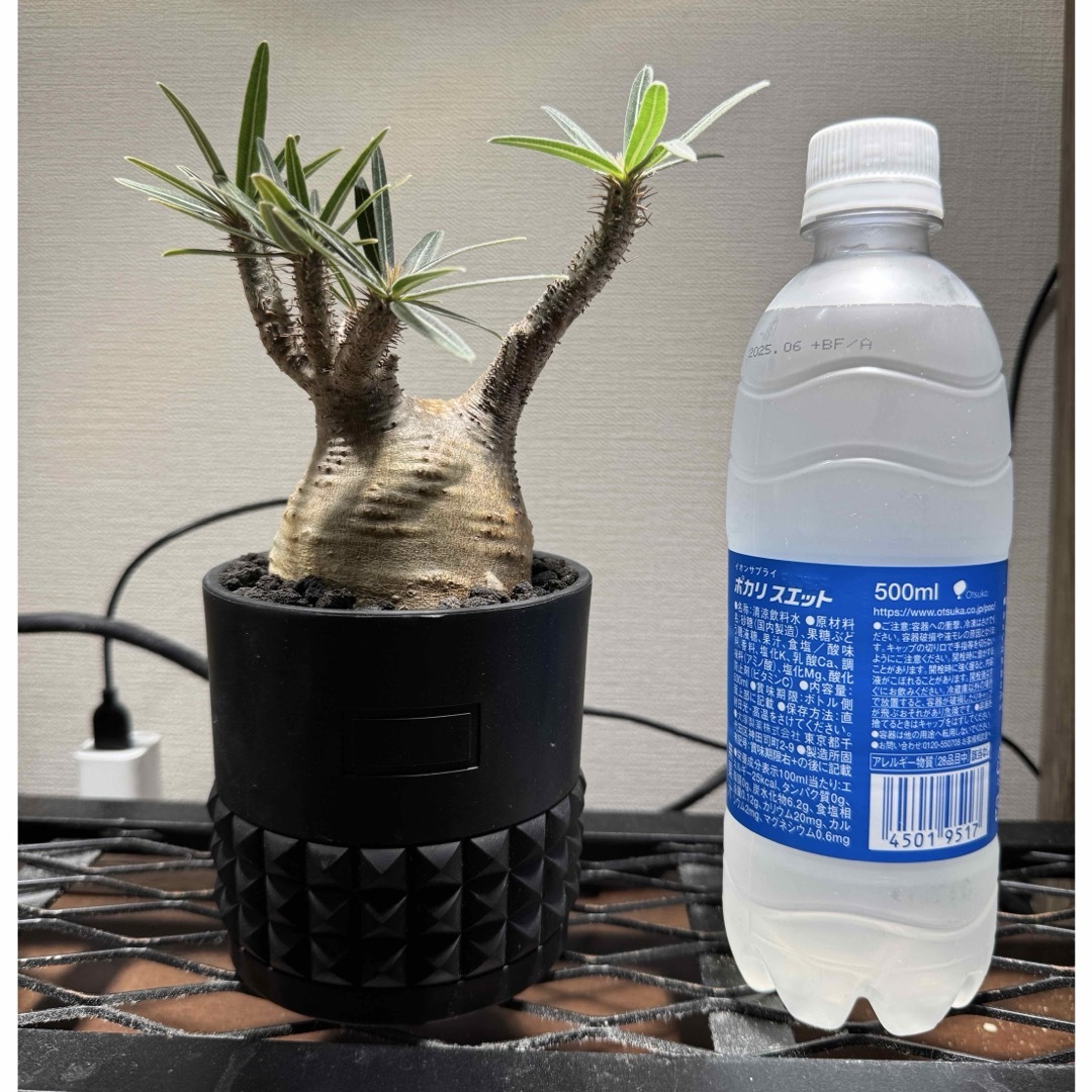 最終値下・良品特価・鉢付き】 パキポディウム グラキリス BOTANIZE 最終値下・良品特価・鉢付き】 パキポディウム グラキリス BOTANIZE