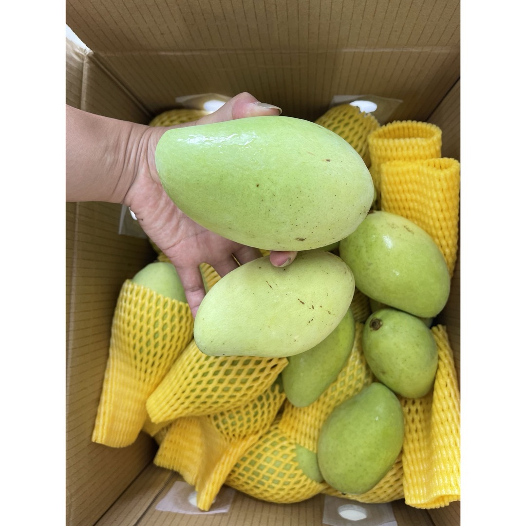 グリーンマンゴー箱込み1kg常温発送 食品/飲料/酒の食品(フルーツ)の商品写真