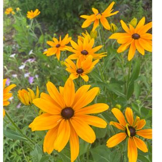 ルドベキア　オレンジの元気なお花　種(その他)