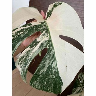 大葉！斑入りモンステラ　極上散り斑入り　新芽の成長◎！新芽突き出てます(その他)