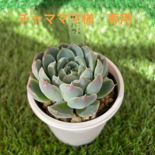 多肉植物　サハラ　抜き苗(その他)