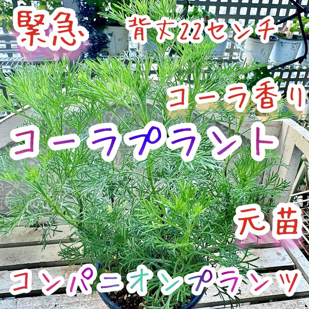 コーラプラント 香りハーブ アルテシミア 元苗 コカコーラ コーラプラント 香りハーブ アルテシミア 元苗 コカコーラ