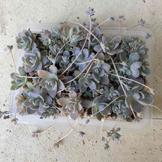 子持ち蓮華　抜き苗　オロスタキス属　多肉植物(その他)