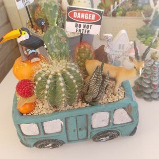サボテン 寄せ植え(その他)