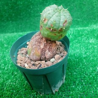 シンメトリカ オベサssp ユーホルビア　カキコ発根済 多肉植物　サボテン(その他)