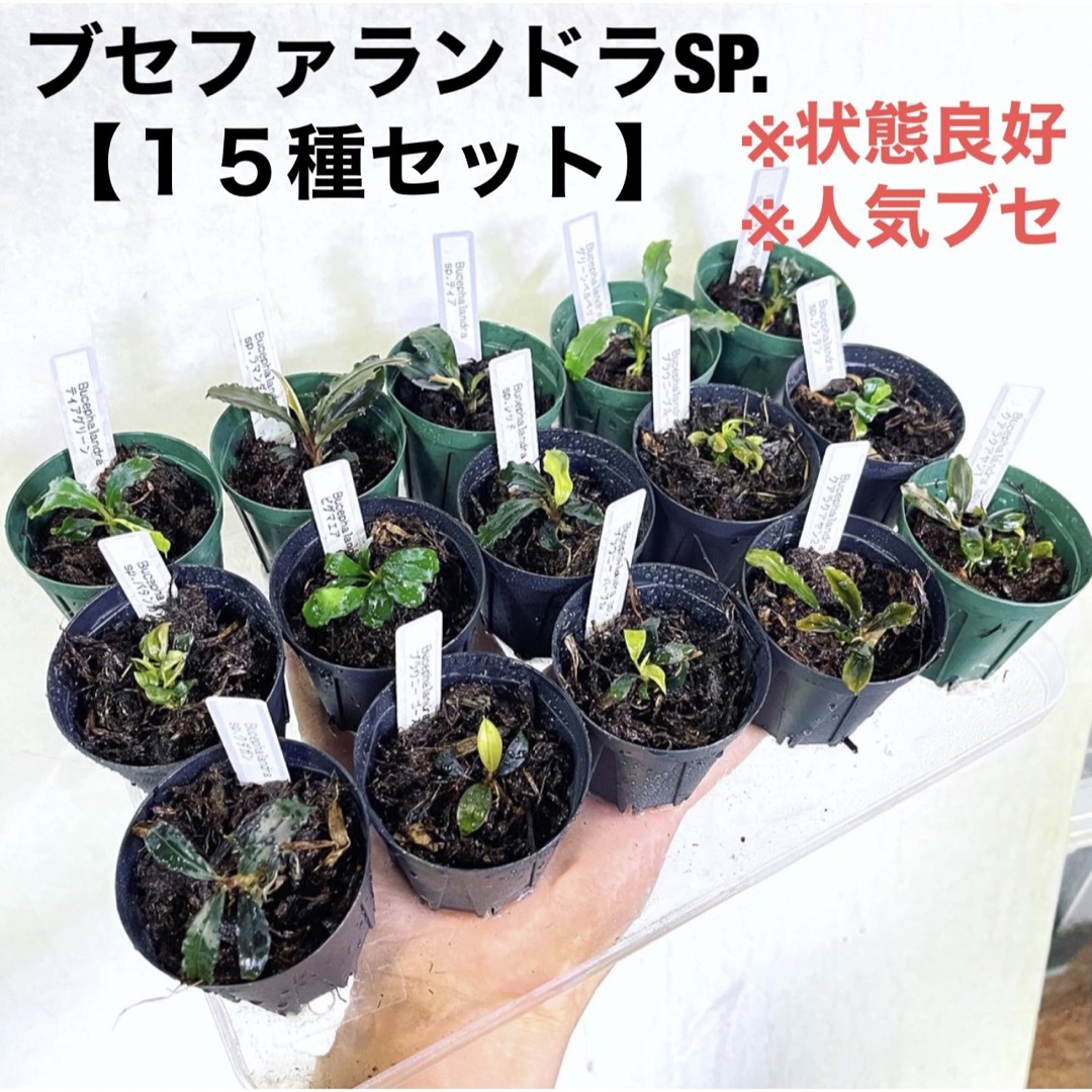 ◇特◇ブセファランドラSP.よりどり15セット(良株) #ブセ ◇特◇ブセファランドラSP.よりどり15セット(良株) #ブセ