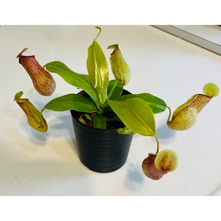 ウツボカズラ ネペンテス 食虫植物 直径約10cm(プランター)