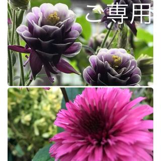 ♥️ pupusa様♥️花種子２品種(その他)
