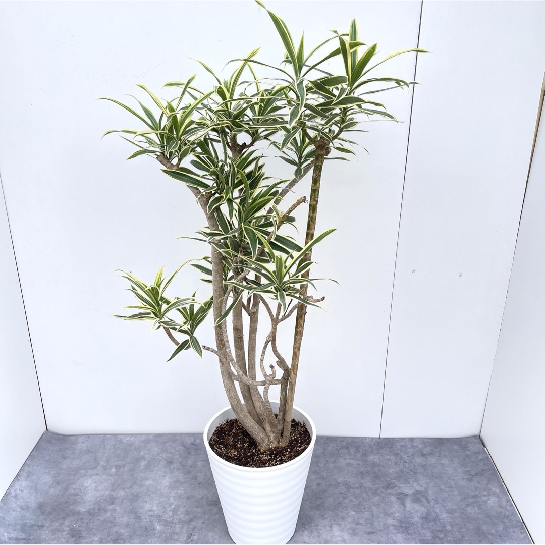 ドラセナ ソングオブオキナワ 2【現品】観葉植物 大型 室内 ドラセナ ソングオブオキナワ 2【現品】観葉植物 大型 室内