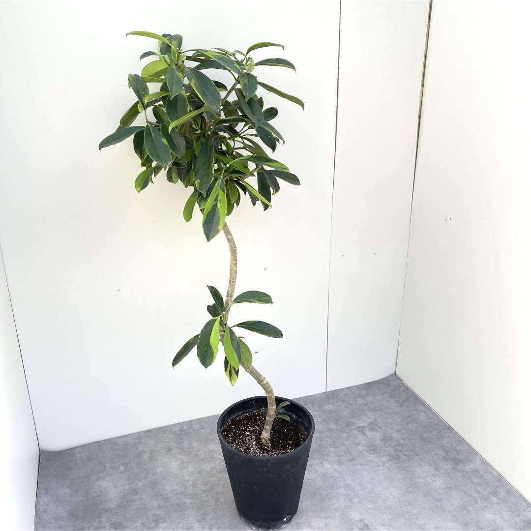 フォグラエア ベリテロアナ バリエガータ【現品】観葉植物 室内 大型 フォグラエア ベリテロアナ バリエガータ【現品】観葉植物 室内 大型