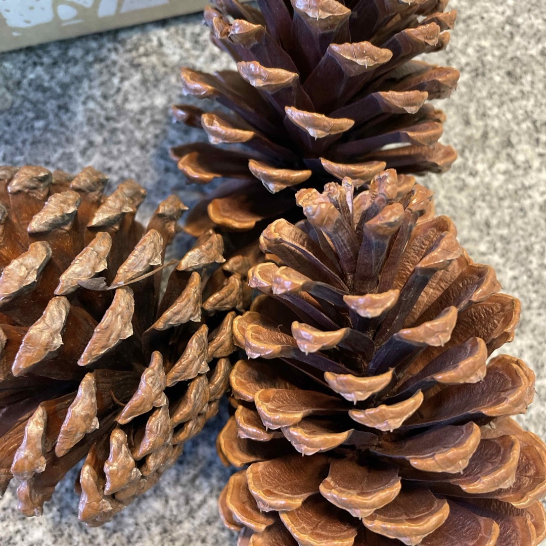 大王松　松ぼっくり　10個 ハンドメイドの素材/材料(その他)の商品写真