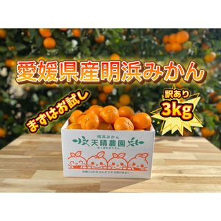愛媛県産明浜みかん　訳あり3kg(フルーツ)
