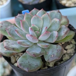 訳あり多肉植物 紙ふうせん(その他)