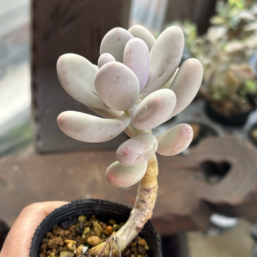 多肉植物 星美人 抜き苗 11/12の通販 by ゆき&のんちゃんのお 多肉植物 星美人 抜き苗 11/12の通販 by ゆき&のんちゃんのお