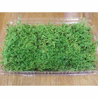 ハイゴケ　はい苔 Mサイズ（19cm×12cm×4.5cm)(その他)