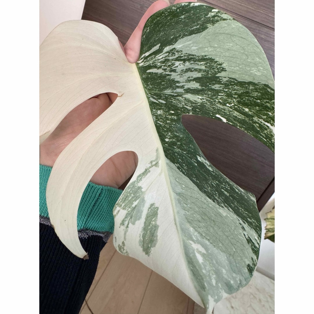 極上株の長い茎】斑入りモンステラ/極上散り斑入り ホワイト 極上株の長い茎】斑入りモンステラ/極上散り斑入り ホワイト