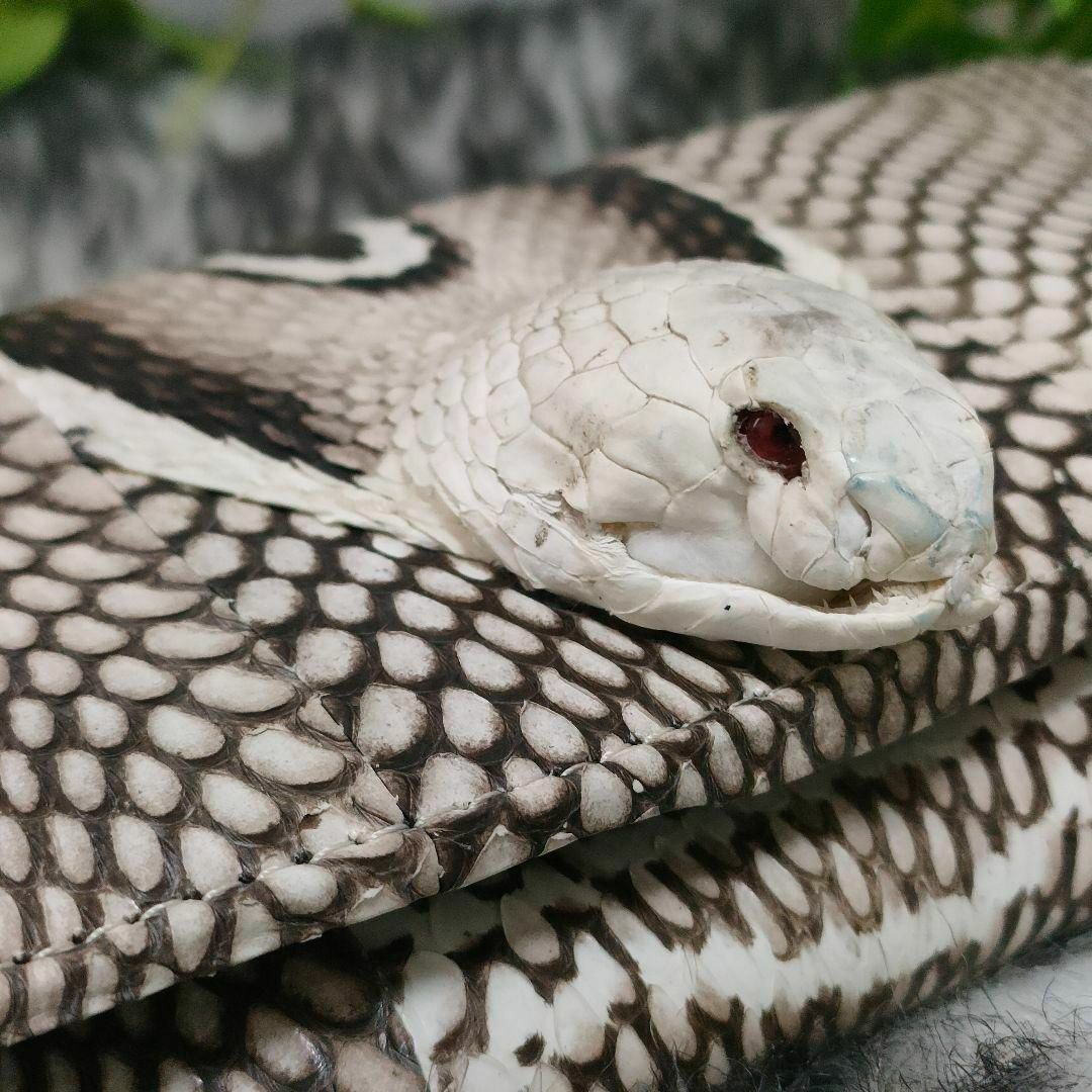 極希少】 コブラスキン 長財布 コブラヘッド snake skin 財布 白蛇 極希少】 コブラスキン 長財布 コブラヘッド snake skin 財布 白蛇