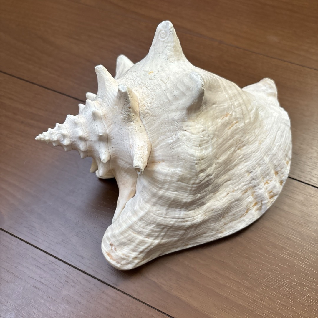 古代桃色法螺貝(ピンク貝)法螺貝 ほら貝 ホラガイ の通販 by 古代桃色法螺貝(ピンク貝)法螺貝 ほら貝 ホラガイ の通販 by