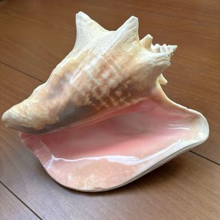 ほら貝のフリマアイテム一覧 ほら貝のフリマアイテム一覧