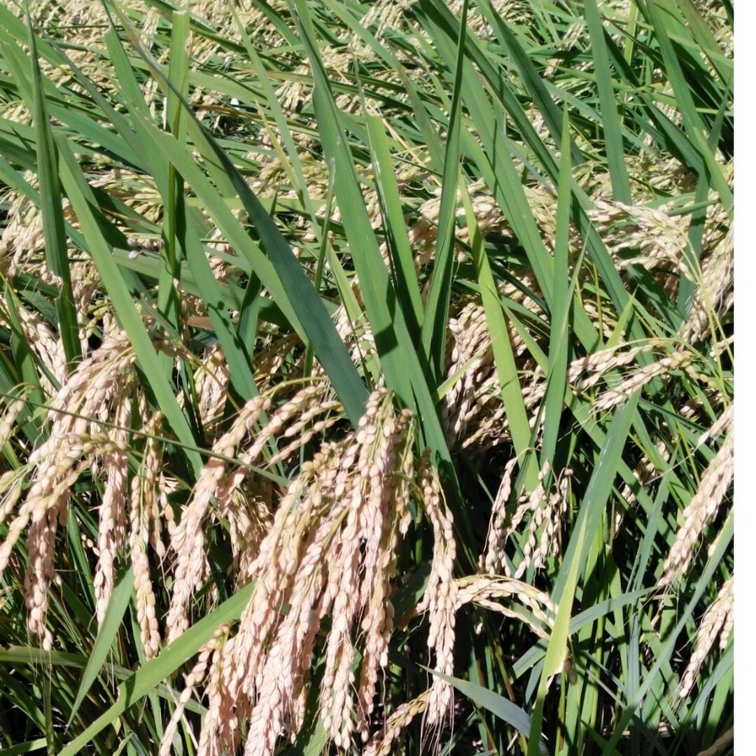 栃木県新米コシヒカリ無農薬30キロ、玄米安心、安全なお米になります 栃木県新米コシヒカリ無農薬30キロ、玄米安心、安全なお米になります