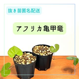 アフリカ亀甲竜　実生苗2株セット　抜き苗ネコポス匿名配送　コーデックス　塊根植物(その他)