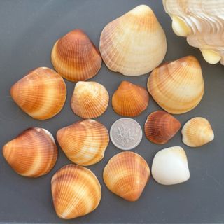 貝殻 茶色系 中くらい(各種パーツ)