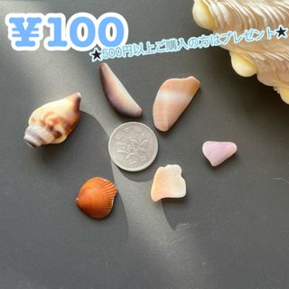 無料or100円訳ありの貝殻たち(各種パーツ)