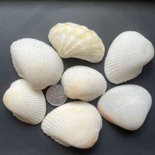大きい白い貝殻 セット(各種パーツ)