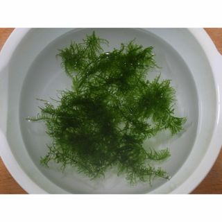 南米ウィローモス １０ｇ　ネコポス便　無農薬　補償付(アクアリウム)