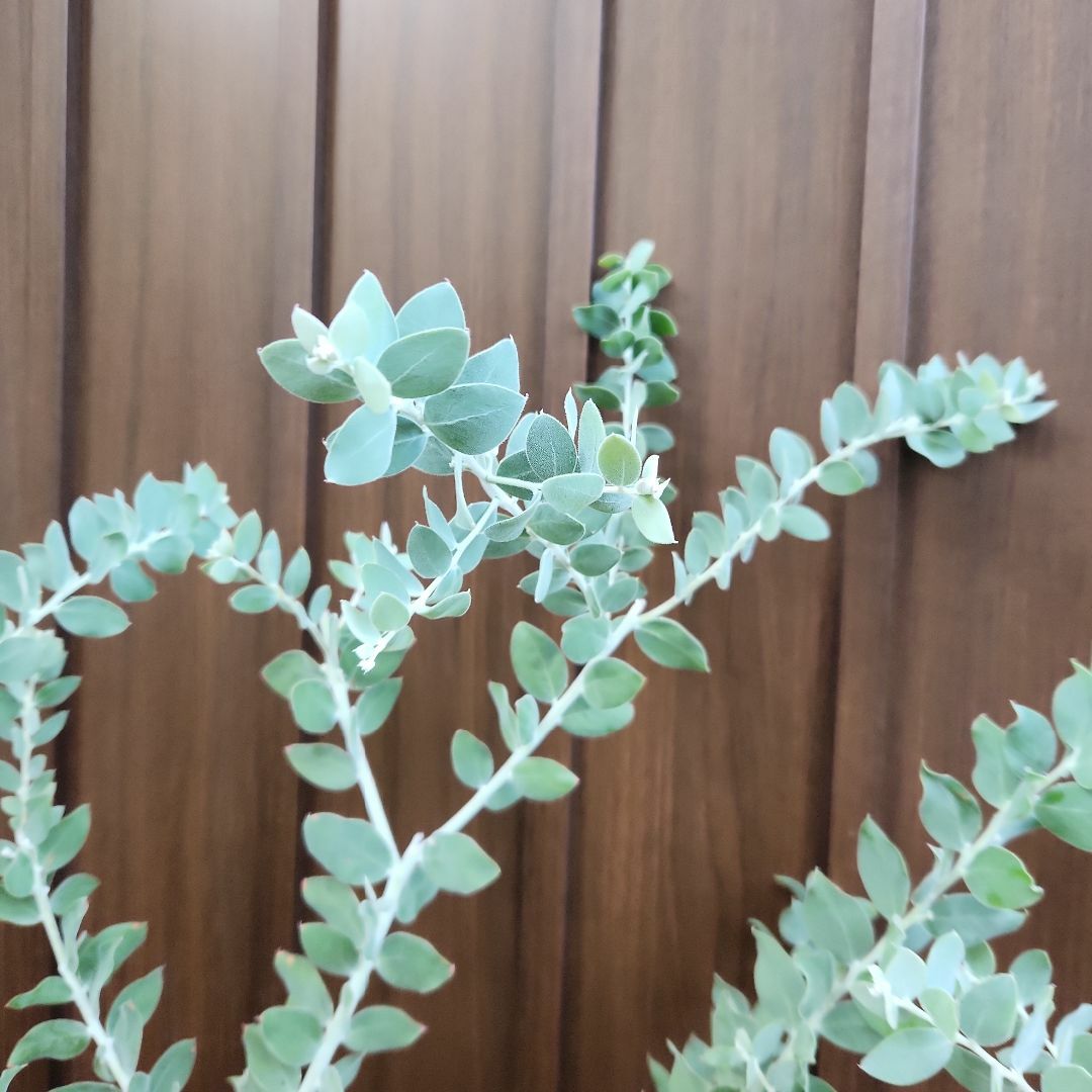 ボリューム株 パールアカシア ホワイトテラコッタ鉢植え 苗 ボリューム株 パールアカシア ホワイトテラコッタ鉢植え 苗