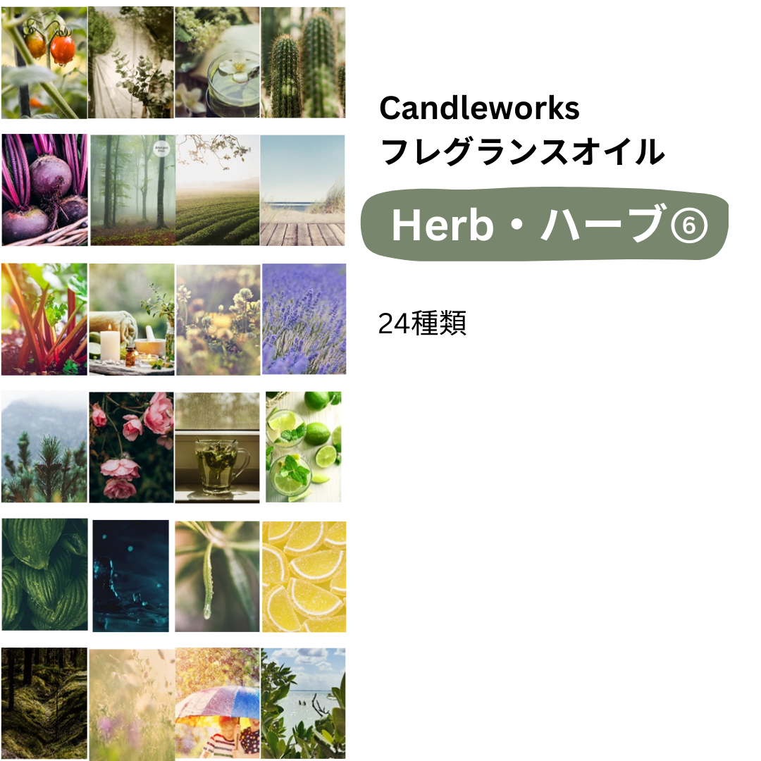 多肉植物 抜き苗 紅稚児 ギンゾロエ 多肉植物 抜き苗 紅稚児 ギンゾロエ