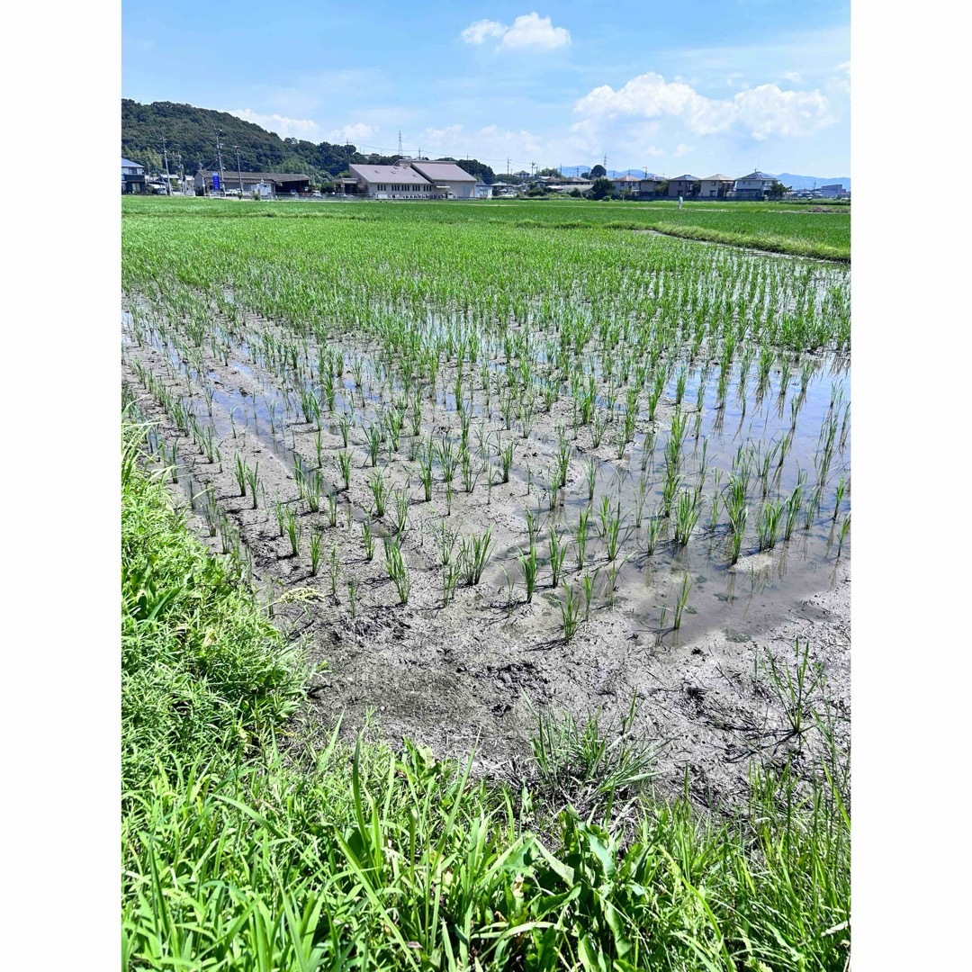 新米】令和6年産岡山県無農薬朝日米玄米10キロ 新米】令和6年産岡山県無農薬朝日米玄米10キロ