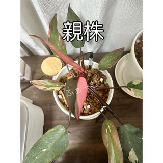 フィロデンドロン・ピンクプリンセス【48】（鉢付き）(その他)