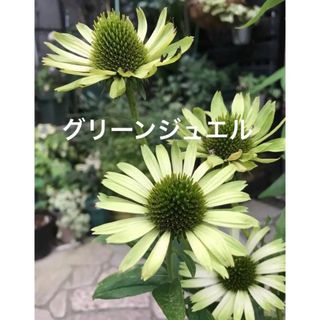 花種子　エキナセア　グリーンジュエル(その他)