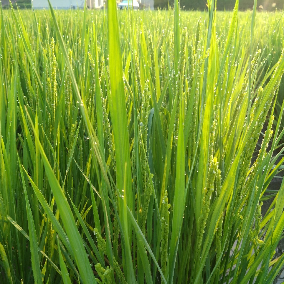 自然栽培 朝日米 20kg (2.5×8袋)玄米 R6年 在来種 農薬 自然栽培 朝日米 20kg (2.5×8袋)玄米 R6年 在来種 農薬