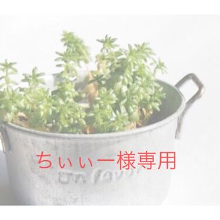 ちぃぃー様専用 多肉植物 メセン リトープスMIX実生苗セット 抜き苗２３(その他)