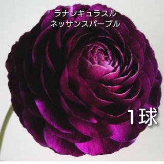 サカタノタネ(サカタのタネ)の新品 正規品 ラナンキュラス・ルネッサンスパープル 1球 大人色 園芸フクカエン(その他)
