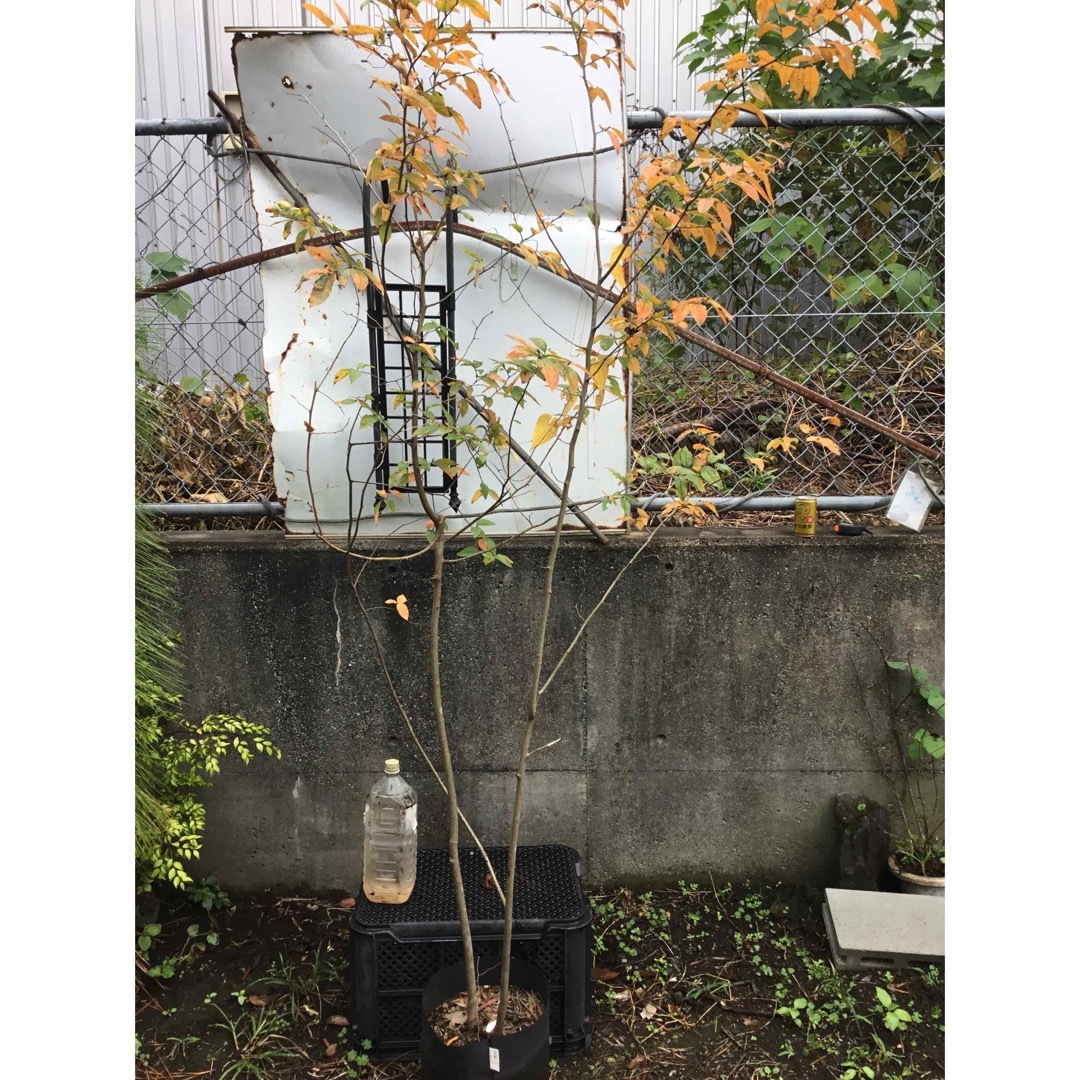 ヤマコウバシ200センチ ヤマコウバシ200センチ