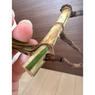 【大好評SALE】新芽3芽付き　発根済み極上茎　斑入りモンステラ　葉っぱ付き(その他)